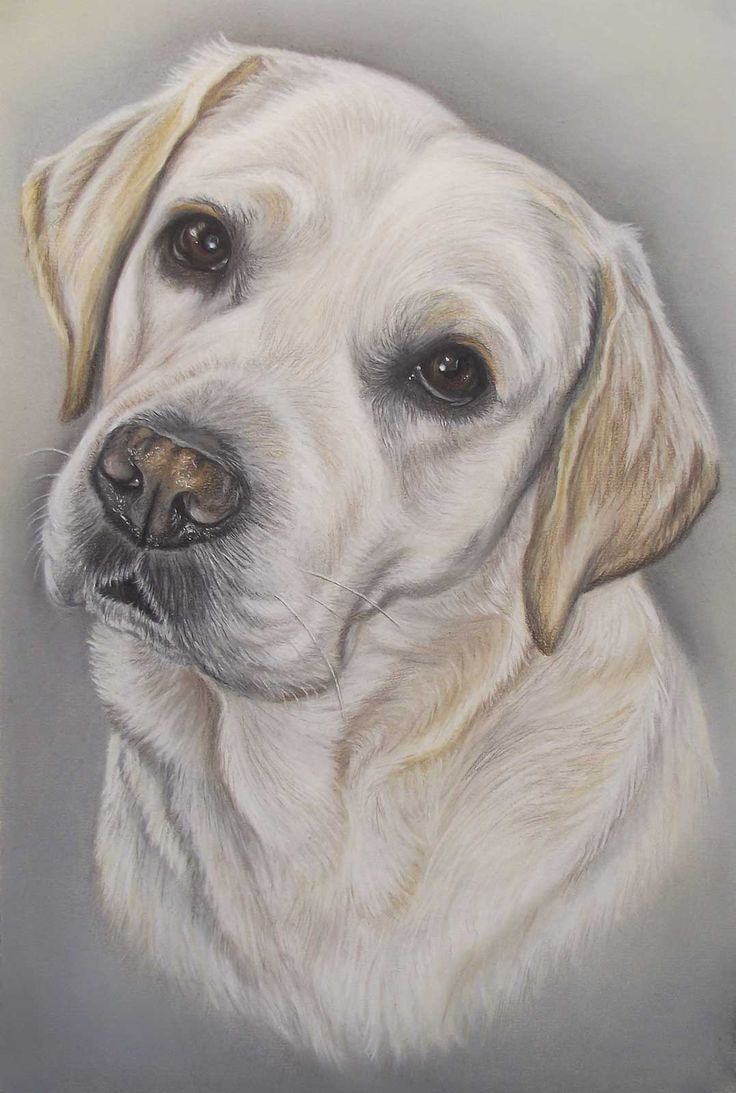 a pastel drawing of a white dog's head and shoulders on a gray background