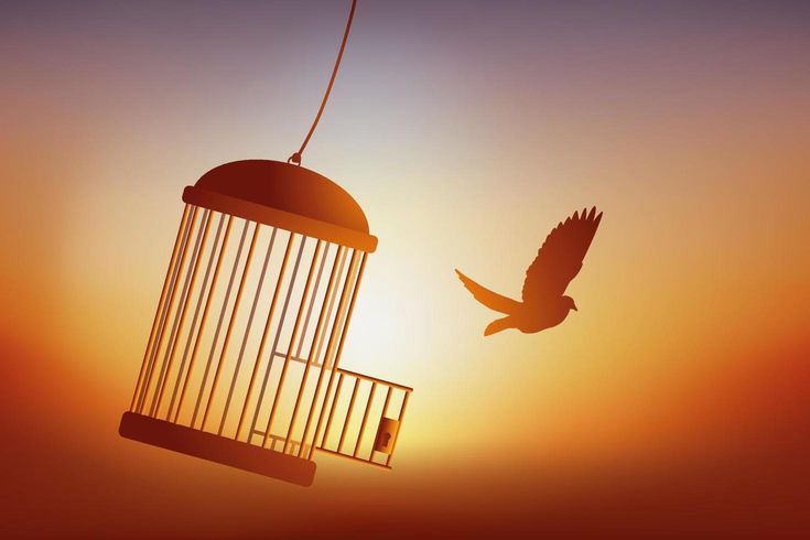 a bird flying towards a cage with the sun setting in the back ground behind it