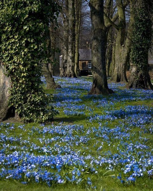 blue flowers cover the ground in front of trees