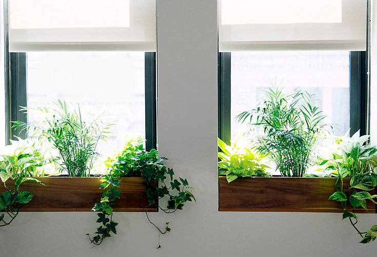 two windows that have plants in them on the side of each window sill,