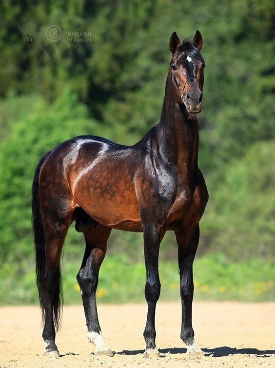 a brown and black horse standing on top of a dirt field next to green trees