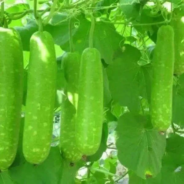 cucumbers hanging from a tree in the sun