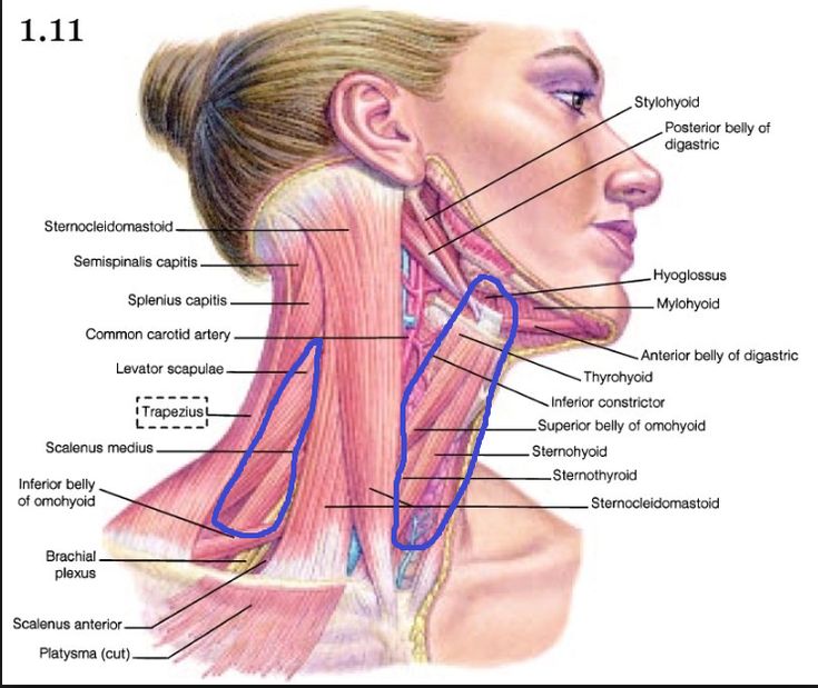 the muscles and their major structures are labeled in this diagram, which shows the location of the