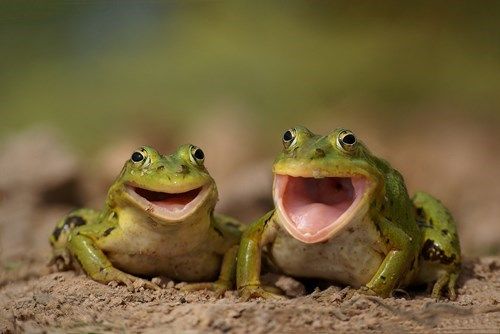 two green frogs with their mouths open and eyes wide open, sitting on the ground