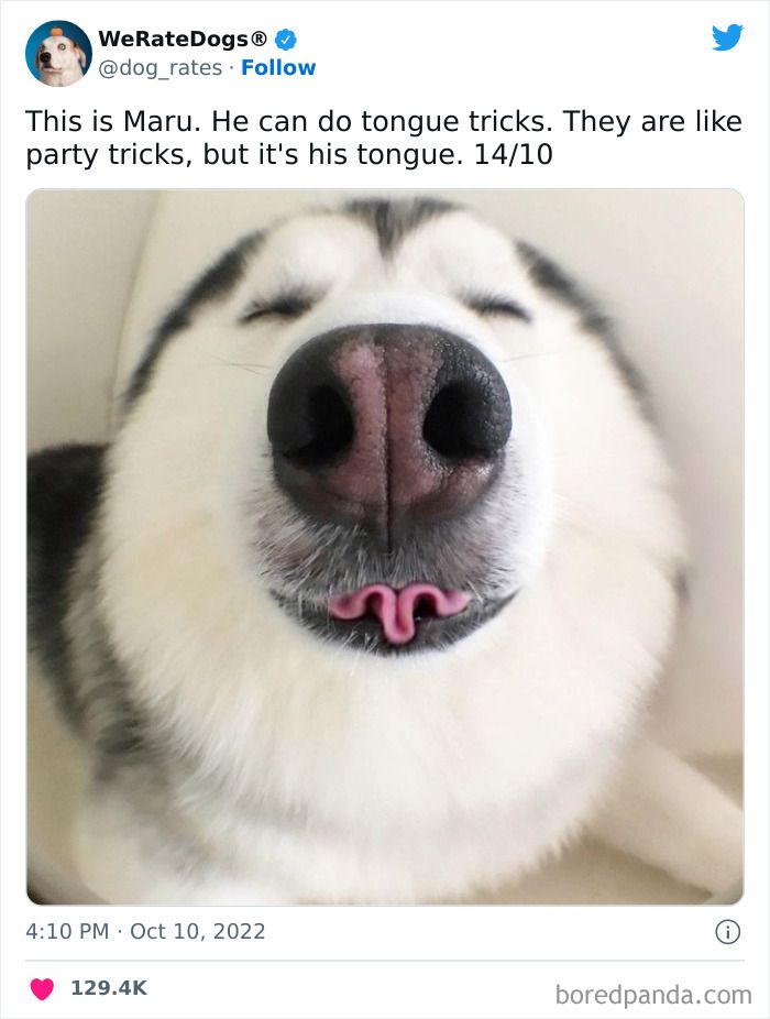 a dog with its tongue out and it's tongue sticking out to the side