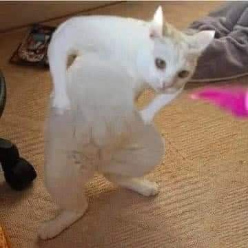 a white cat is standing on its hind legs