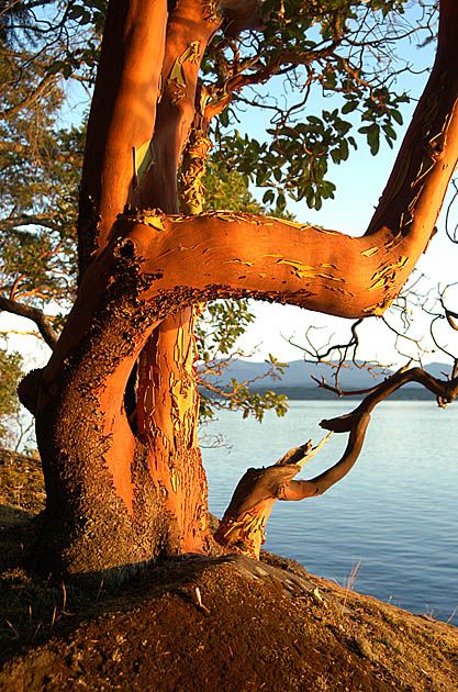 a tree that is next to the water