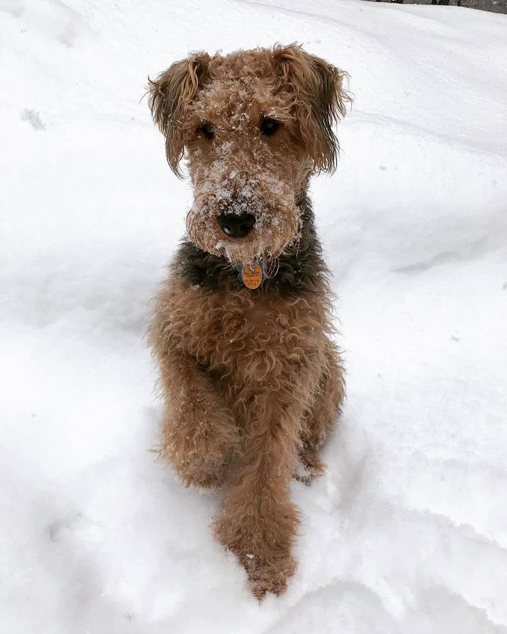 a small brown dog sitting in the snow