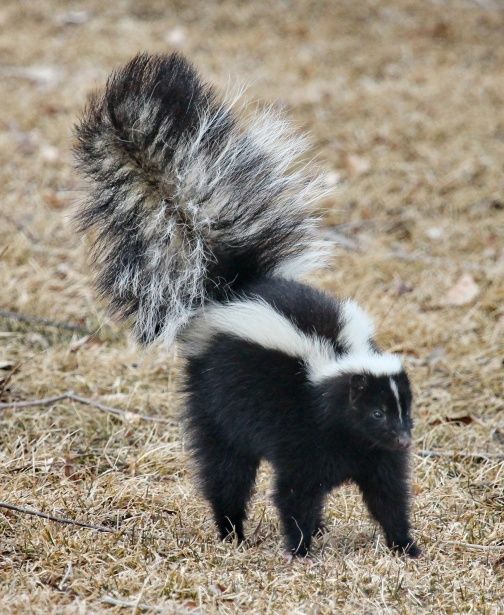 a black and white striped skunka standing on top of dry grass with it's tail sticking out