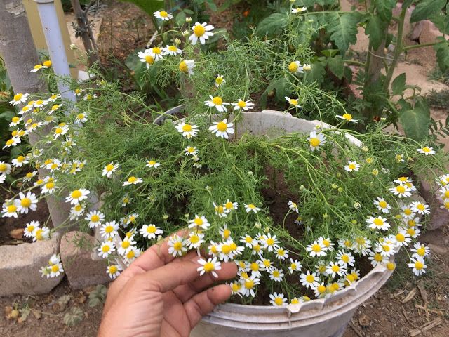 a hand is holding a bucket full of daisies