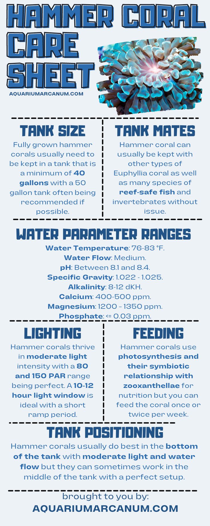 an advertisement for the hammer coral sheet, with information about it and how to use it