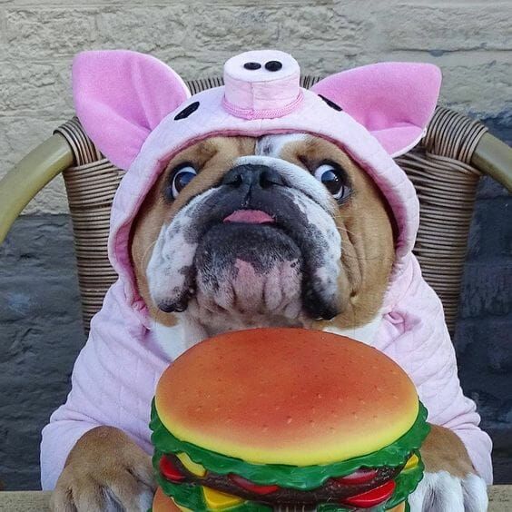 the dog is dressed in a costume and eating a giant hamburger