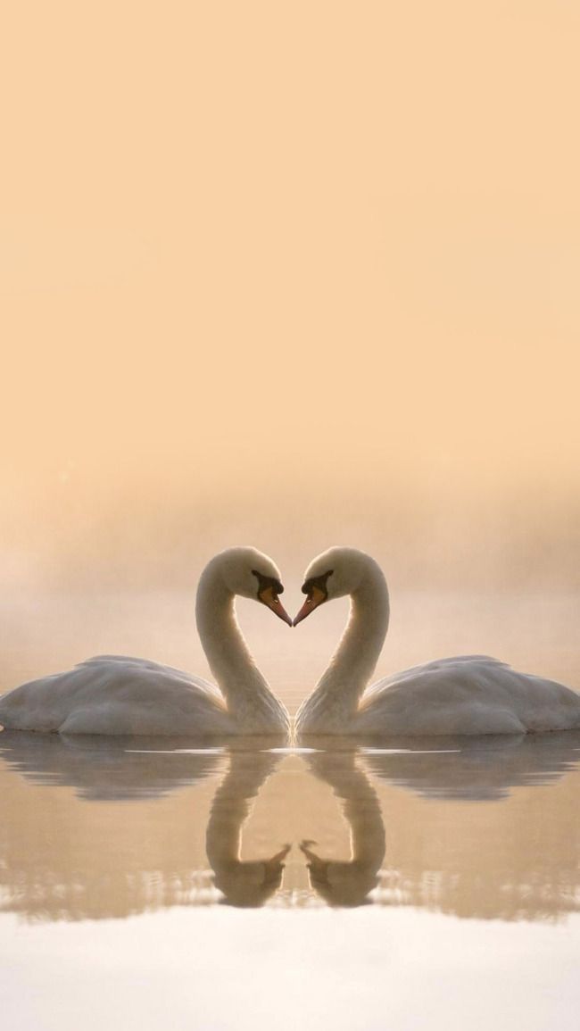 two swans making a heart shape with their necks