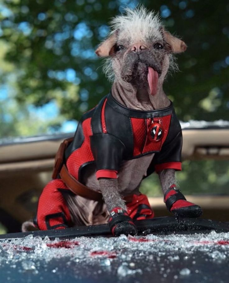 a hairless dog in a red and black jacket sitting on top of a car