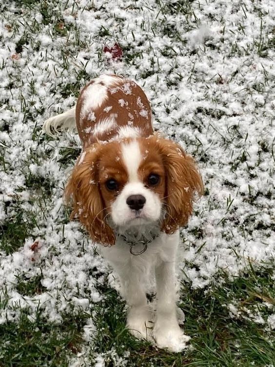 Prince Charles Spaniel, King Charles Puppies, Charles King Spaniel, Mini Cavalier King Charles Spaniel, Cute Cavalier King Charles Spaniel Puppy, Cavilar King Charles Spaniel, Cavalier King Charles Spaniel Puppies, Cavalier King Charles Spaniel Wallpaper, Cavalier King Charles Spaniels