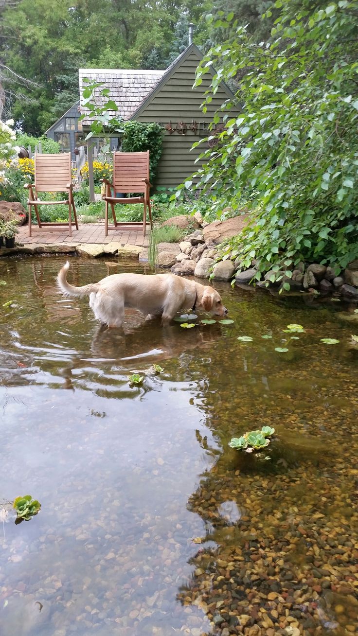 a dog is wading in the water outside