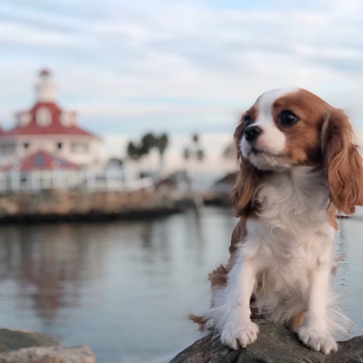 a brown and white dog sitting on top of a rock next to the ocean with a lighthouse in the background