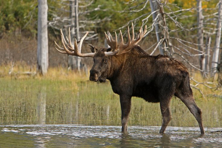 a moose with large antlers standing in water next to trees and grass on the other side