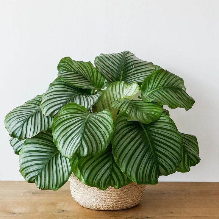 a potted plant sitting on top of a wooden table