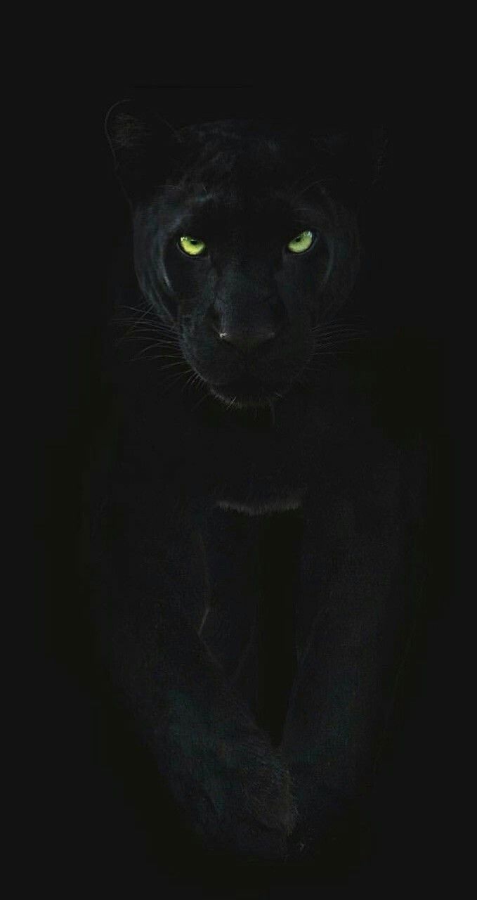 a black cat with glowing green eyes in the dark