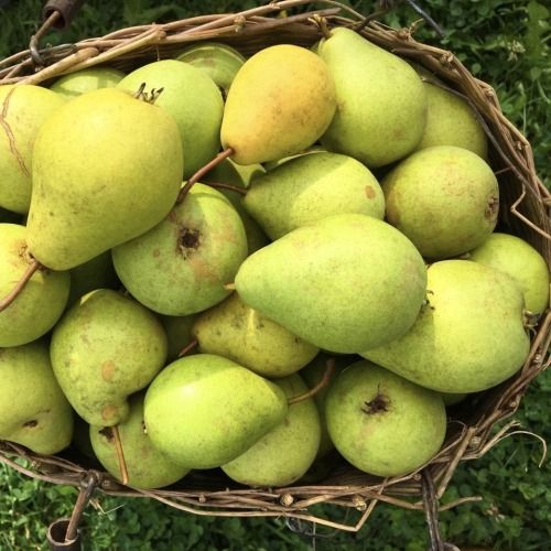 a basket filled with lots of green pears