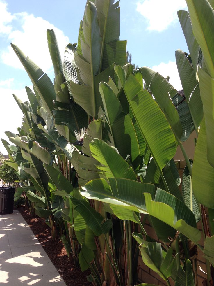 large banana trees line the side of a building