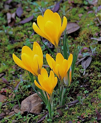 three yellow flowers growing out of the ground near some rocks and grass with leaves on it