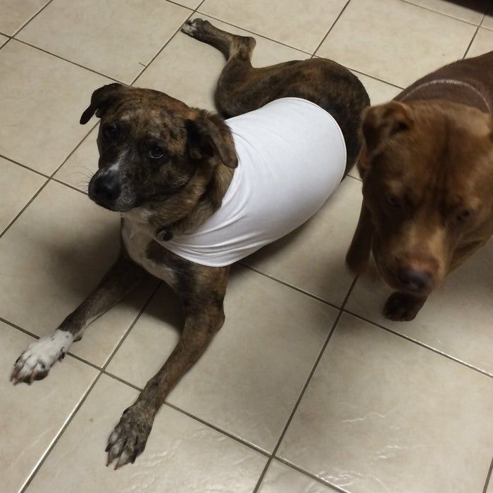 two dogs wearing t - shirts on the floor in front of a tile flooring area