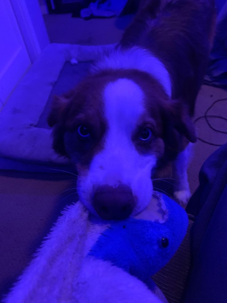 a dog holding a stuffed animal in its mouth