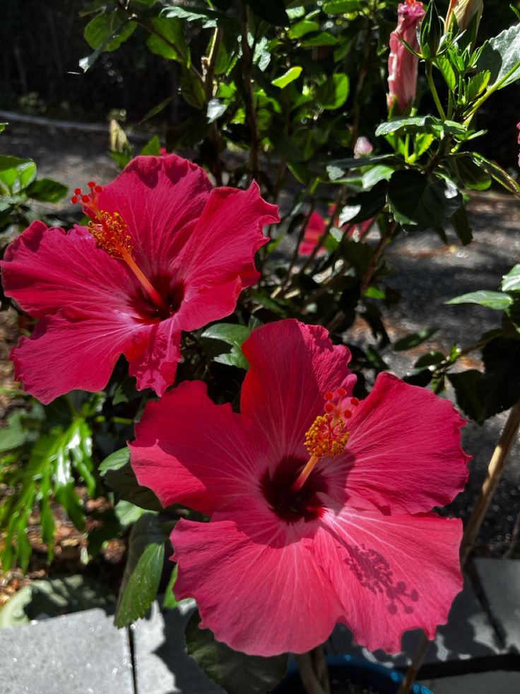 two pink flowers in a pot on the ground