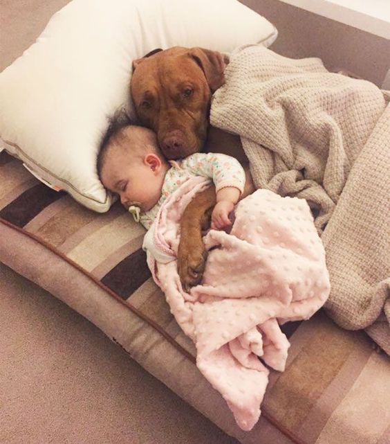 a brown dog laying on top of a bed next to a baby in a blanket