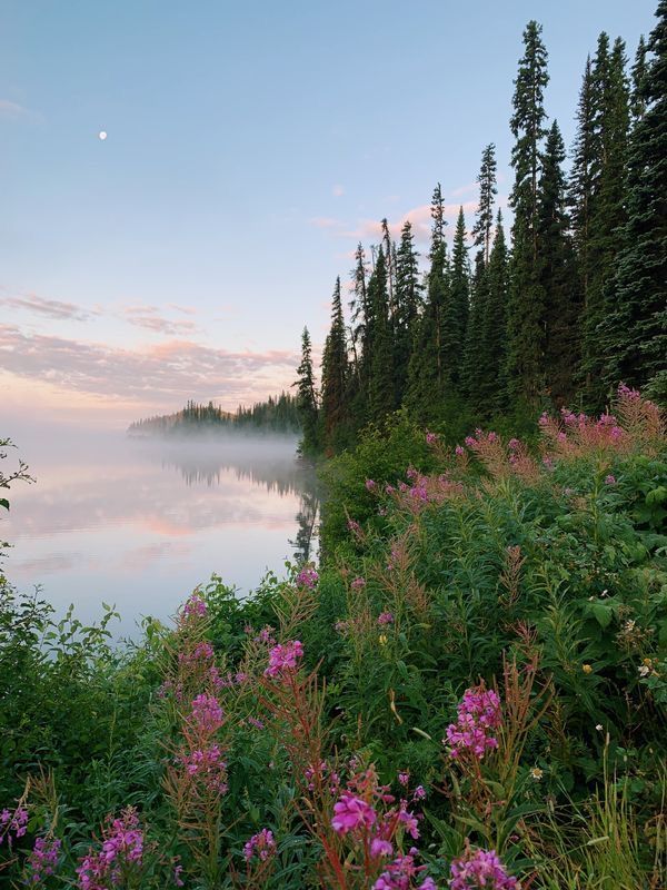 a lake surrounded by trees and flowers with the sun setting in the sky behind it