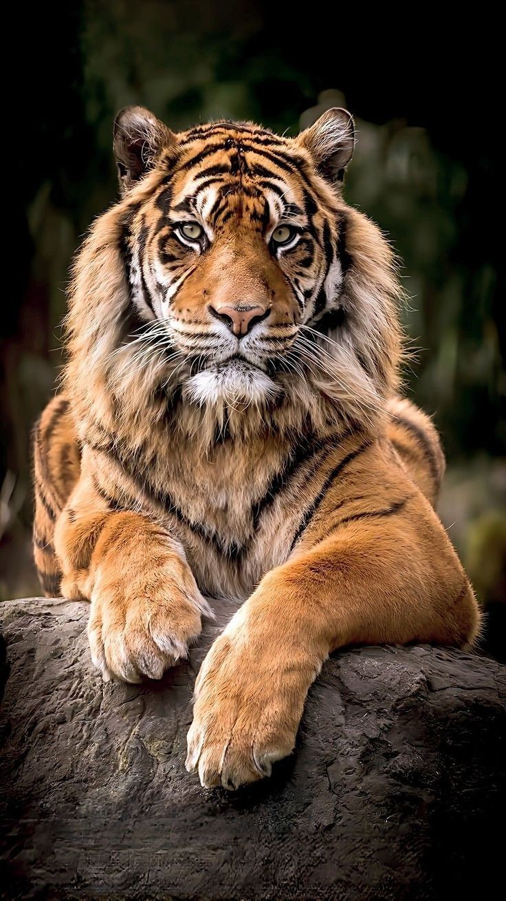 a large tiger sitting on top of a tree branch