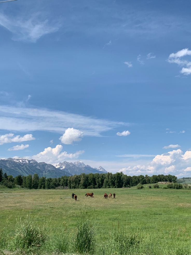 several horses grazing in an open field with mountains in the background and blue skies above