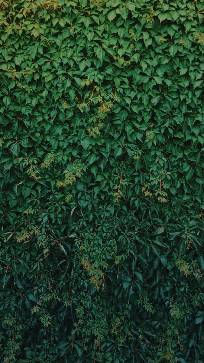 an overhead view of a green wall covered in leaves