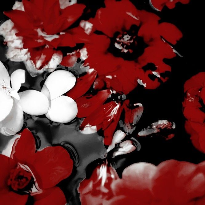 red and white flowers are floating in water