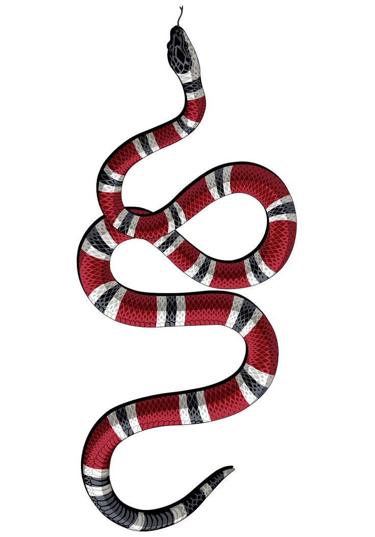 a red and white snake with black stripes on its head, curled up in the shape of a letter s