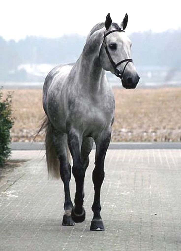 a gray horse is walking down the street in front of some bushes and shrubbery