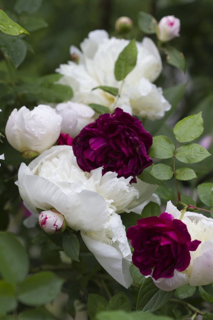 white and red flowers with green leaves in the background