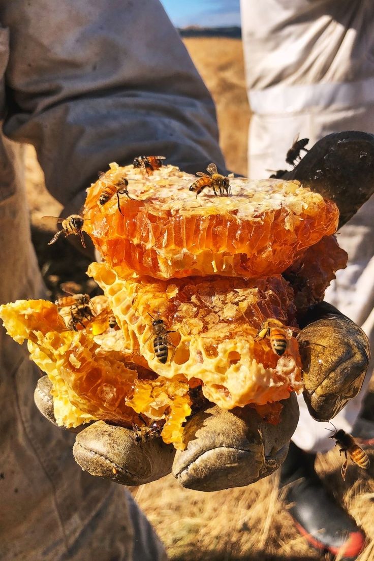 a person holding some kind of food in their hand with bees on top of it