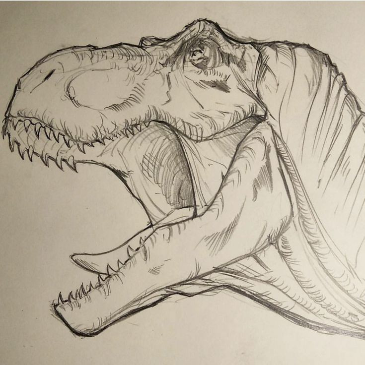 a drawing of a dinosaur's head with sharp teeth