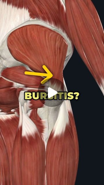 an image of the muscles showing how they are attached to each other in this video