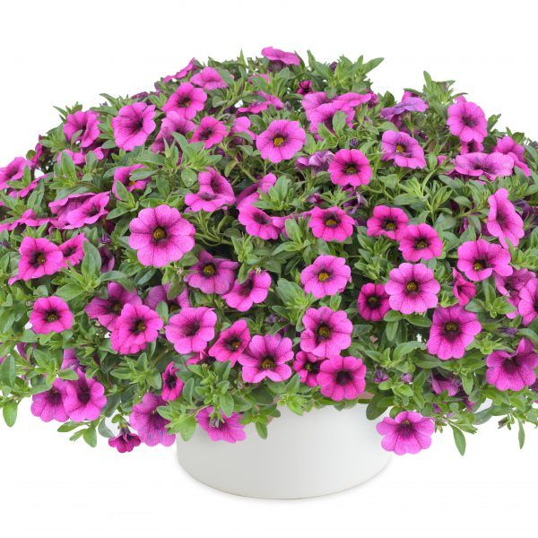 purple petunia flowers in a white pot