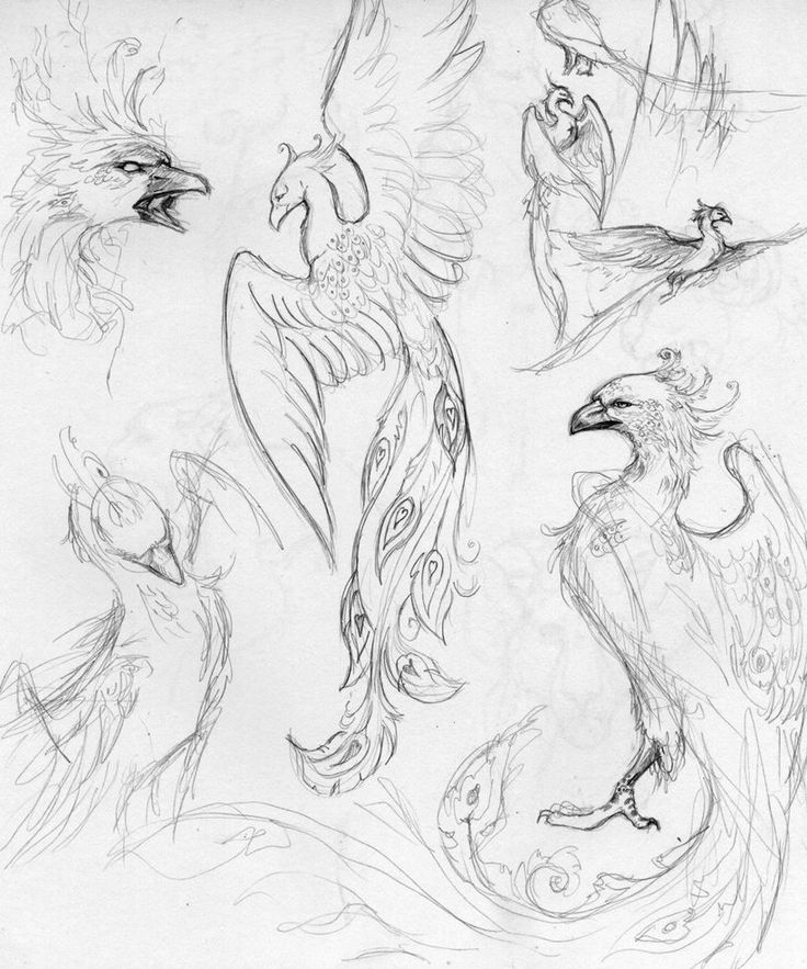 some drawings of birds in different poses