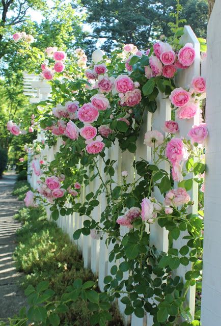 pink roses growing on the side of a white picket fence