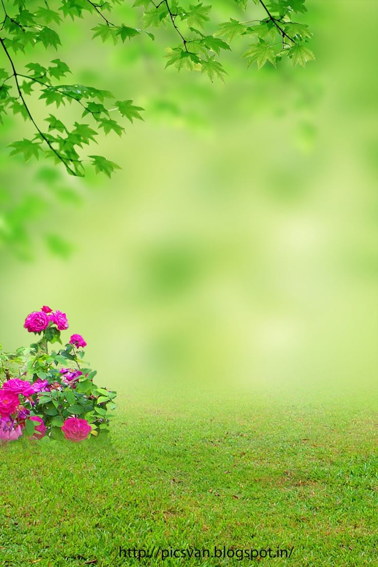 pink flowers sitting in the grass under a tree