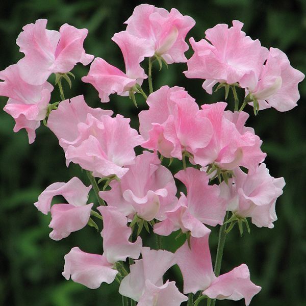 pink flowers are blooming in the garden