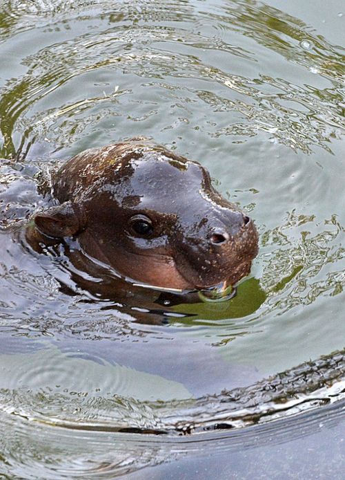 an animal swimming in the water with a leaf in its mouth