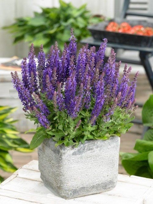 purple flowers in a cement planter on a wooden table next to potted plants