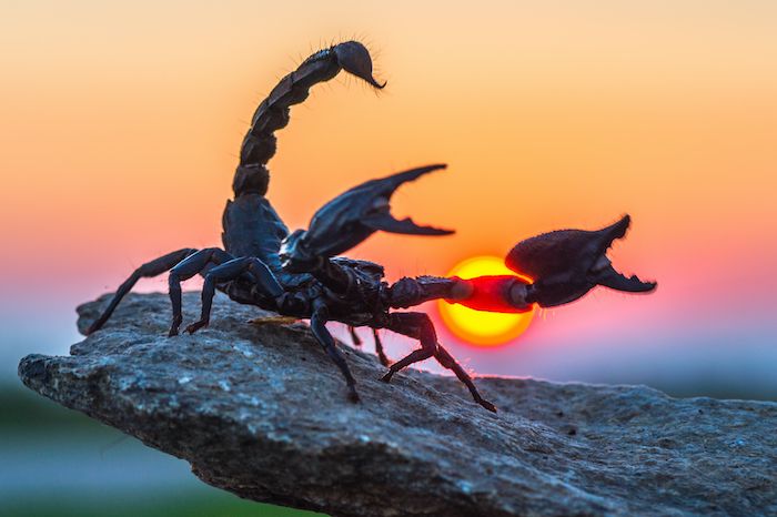 a scorpion crawling on top of a rock with the sun setting in the back ground